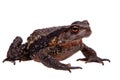 Amazing Vietnamese toad isolated on white background Royalty Free Stock Photo