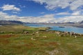 Fairy tale landscape with sheep, snowy mountains and sky blue lake