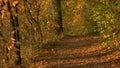 Amazing view on autumnal forest with sunlight.