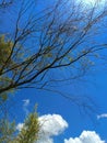 Bare tree branches with some leaves against blue sky Royalty Free Stock Photo