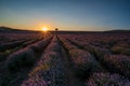 Lavender field at sunset Royalty Free Stock Photo