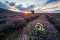 Lavender field at sunrise Royalty Free Stock Photo