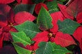 Amazing view of beautiful red flowers next to dense green leaves Royalty Free Stock Photo