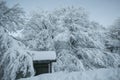 Amazing view of beech tree of park of Monte Cucco covered by snow in the winter season, Umbria, Italy Royalty Free Stock Photo