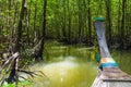 Amazing view while boat trip through mangrove forest in Krabi pr