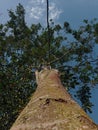 amazing view from the bottom of the biggest tree