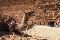 Amazing view of a camel kneeling and roaring in the viscinity of the great pyramids of giza. Blurred people in the background