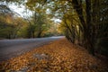 Amazing view with colorful autumn forest with asphalt mountain road at sunset. Beautiful landscape with empty road, trees and Royalty Free Stock Photo