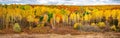 Amazing view of colorful autumn trees. Concept for fall background.Artistic picture. Beauty world. Panoramic view Royalty Free Stock Photo