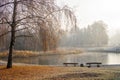 Amazing view of foggy autumn park with beautiful birch tree Royalty Free Stock Photo