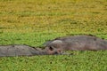 Amazing view of a group of hippos resting in an African lagoon