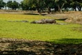 Amazing view of a group of hippos resting in an African lagoon