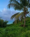 Amazing view in guadeloupe. Palm over the sea.