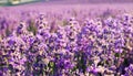 Amazing view lavender field in the sunlight. Sunset over a blooming lavender field. Beautiful summer background, purple flowers.