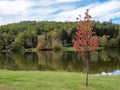 Amazing view of a little tree with red leaves on reflecting lake background Royalty Free Stock Photo