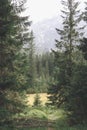 Amazing view of a mountain with green trees.