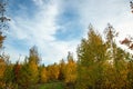 Amazing view over autumn forest with green orange trees on blue sky with white clouds background Royalty Free Stock Photo