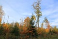 Amazing view over autumn forest with green orange trees on blue sky with white clouds background Royalty Free Stock Photo