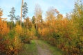 Amazing view over autumn forest with green orange trees on blue sky with white clouds background Royalty Free Stock Photo