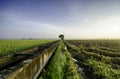 Amazing view paddy fields at morning. concrete water canal and single tree Royalty Free Stock Photo