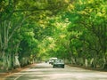 An amazing view of a road besides which the trees covering the sky