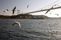 An amazing view of seagulls and the sea and the big tanker passing by the bosphorus of Istanbul