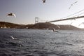 An amazing view of seagulls and the sea and the big tanker passing by the bosphorus of Istanbul