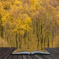 Amazing view of Silver Birch forest with golden leaves in Autumn Fall landscape scene of Upper Padley gorge in Peak District in