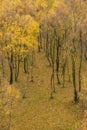 Amazing view of Silver Birch forest with golden leaves in Autumn Fall landscape scene of Upper Padley gorge in Peak District in