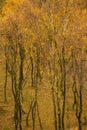 Amazing view of Silver Birch forest with golden leaves in Autumn Fall landscape scene of Upper Padley gorge in Peak District in