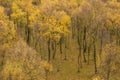 Amazing view of Silver Birch forest with golden leaves in Autumn Fall landscape scene of Upper Padley gorge in Peak District in