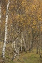 Amazing view of Silver Birch forest with golden leaves in Autumn Fall landscape scene of Upper Padley gorge in Peak District in