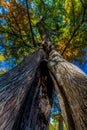 Amazing View of Split Trunk Cypress Tree with Fall Foliage Royalty Free Stock Photo
