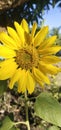 Amazing View Sunflower On a garden