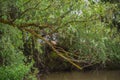 Landscape on the Danube Delta, Romania Royalty Free Stock Photo