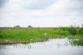 Landscape on the Danube Delta, Romania Royalty Free Stock Photo