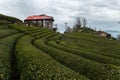 Tea Plantation Landscape Garden Rize Turkey House Royalty Free Stock Photo