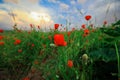 Amazing View to the Blossoming Poppy Field with Red Flowers under the Blue Sky Royalty Free Stock Photo