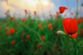 Amazing View to the Blossoming Poppy Field with Red Flowers under the Blue Sky Royalty Free Stock Photo