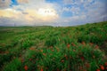 Amazing View to the Blossoming Poppy Field with Red Flowers under the Blue Sky Royalty Free Stock Photo