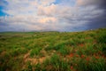 Amazing View to the Blossoming Poppy Field with Red Flowers under the Blue Sky Royalty Free Stock Photo