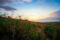 Amazing View to the Blossoming Poppy Field with Red Flowers under the Blue Sky Royalty Free Stock Photo