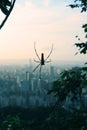 Spider and panoramic View Taipei City at sunset Taiwan Royalty Free Stock Photo