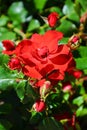 Amazing view of wild red roses taken close up on a sunny day with sun shining on the green leaves. The vertical nature photography Royalty Free Stock Photo