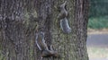 Two Squirrel on the big tree. Royalty Free Stock Photo
