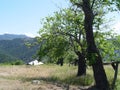 Amazing views of trees in the forests of Turkeys