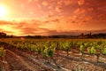 Amazing Vineyard Sunset Royalty Free Stock Photo