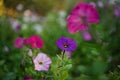 Amazing vivid pink, purple and violet petunia flowers grow in the garden