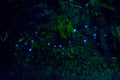 Amazing waitomo Glow worm in Caves, located in New Zealand