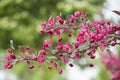 Amazing wallpaper in springtime in Latvia with beautiful closeup of pink Siberian crab apple blossoms in daylight